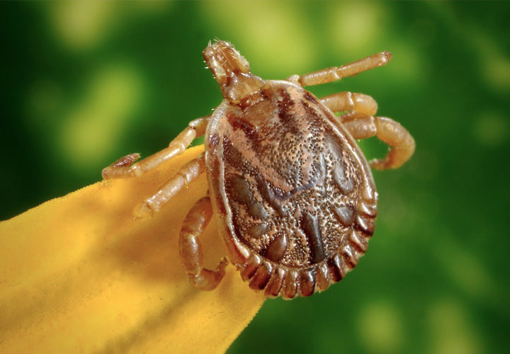 Great Lakes Region on Track for Worst Tick Season Ever