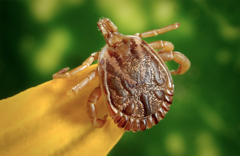 Great Lakes Region on Track for Worst Tick Season Ever