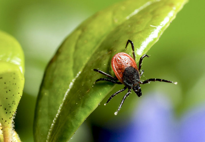 Prepping for Ticks and Preventing Lyme Disease